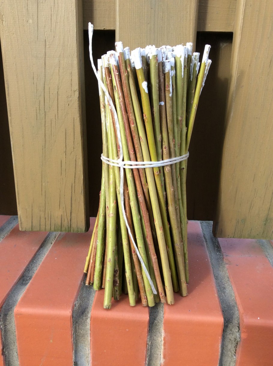 Ива американка черенок