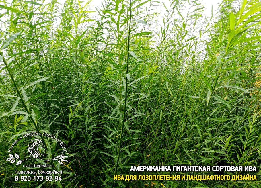 Ива сортовая американка
