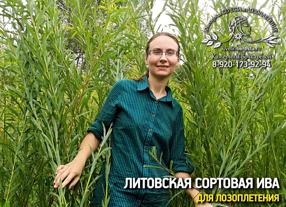 Ива американская Salix amerikana