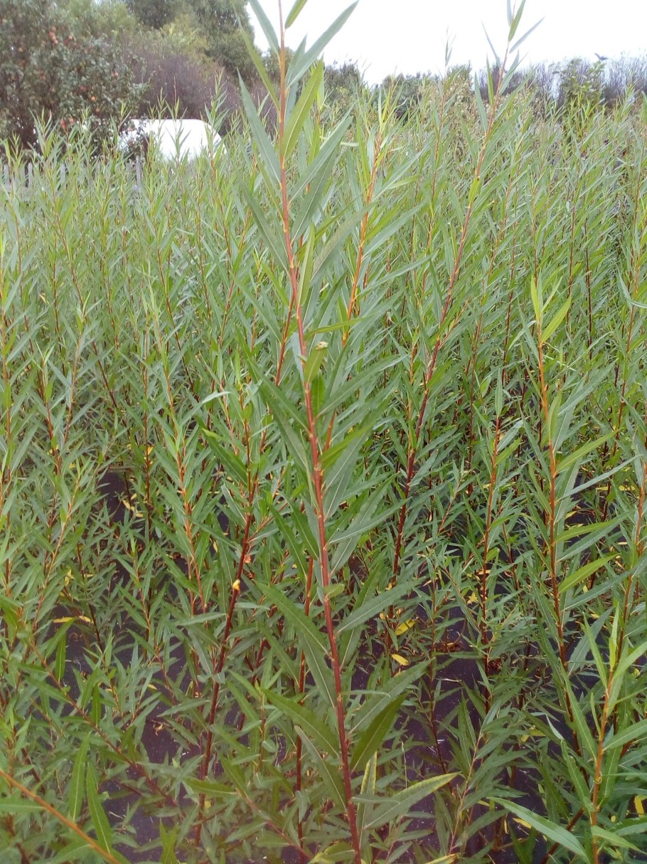 Ива американка гигантская (Salix Americana l)