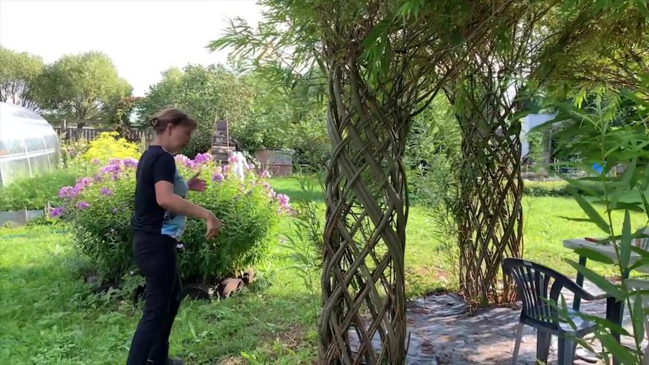 Ива американская черенки