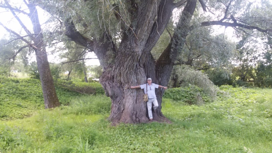 Ива курильская - Salix kurilensis