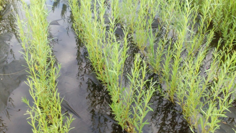 Мискантус слоновая трава