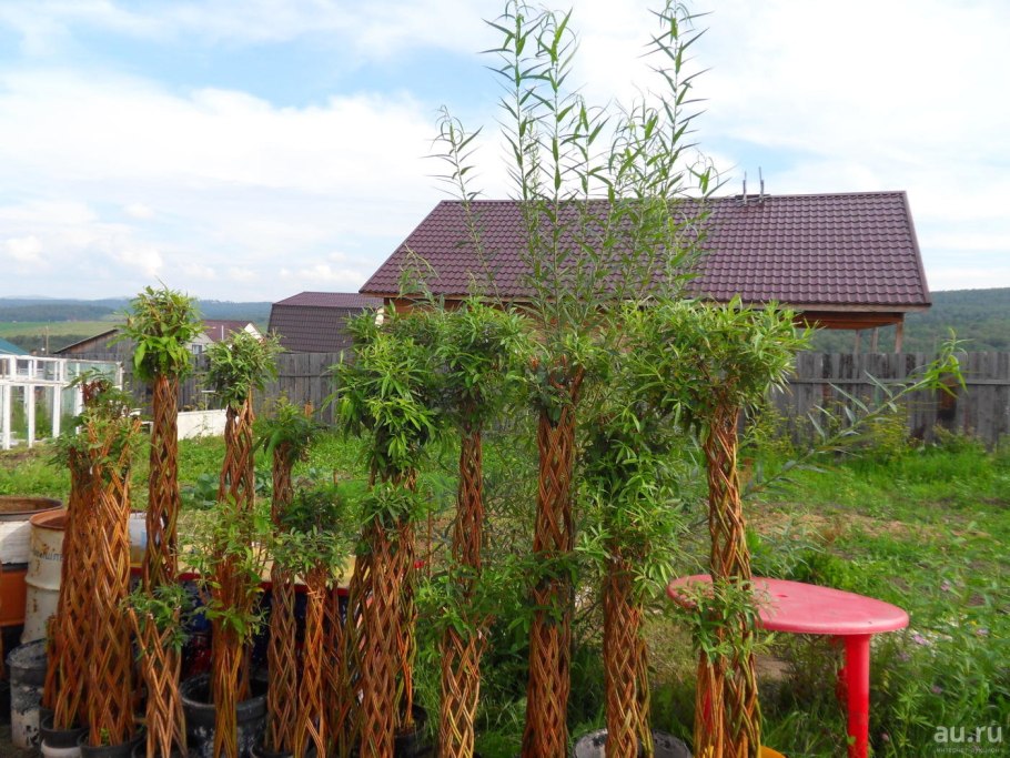 Русская Ива Живая беседка