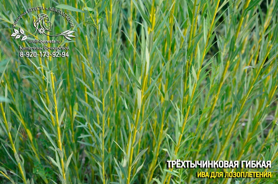 Ива плетеная датские корни