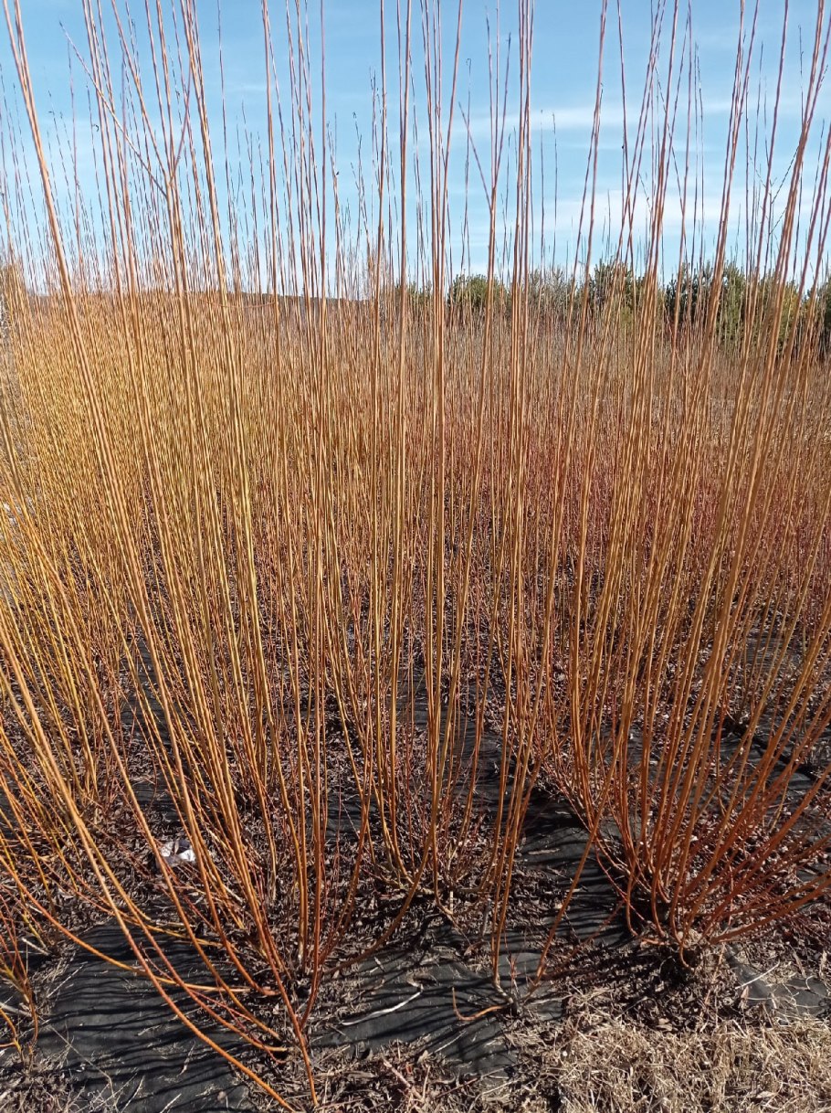 Плетение ивы черенками