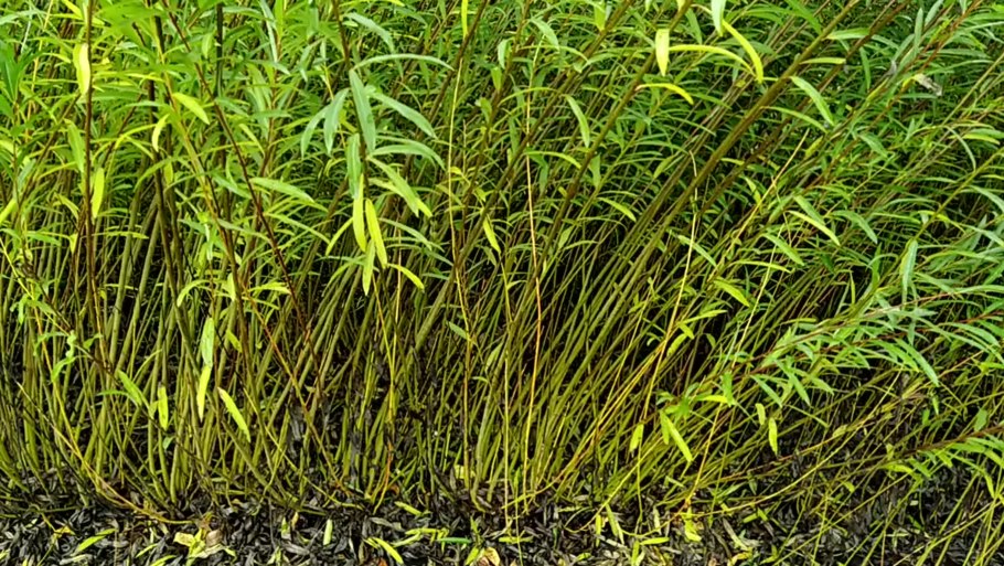 Литовская сортовая Ива