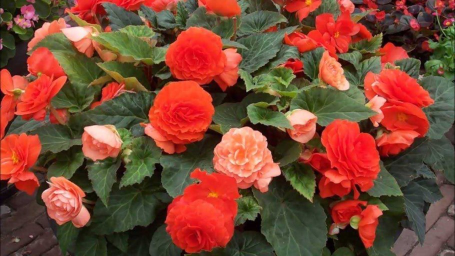 Бегония Элатиор Клара