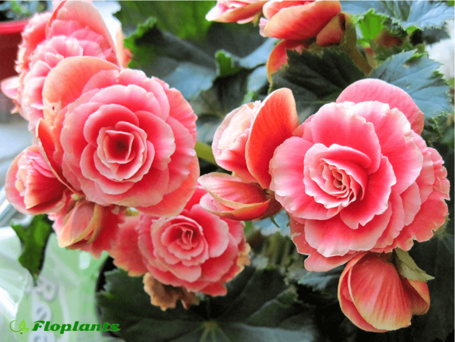 Цветок бегония клубневая