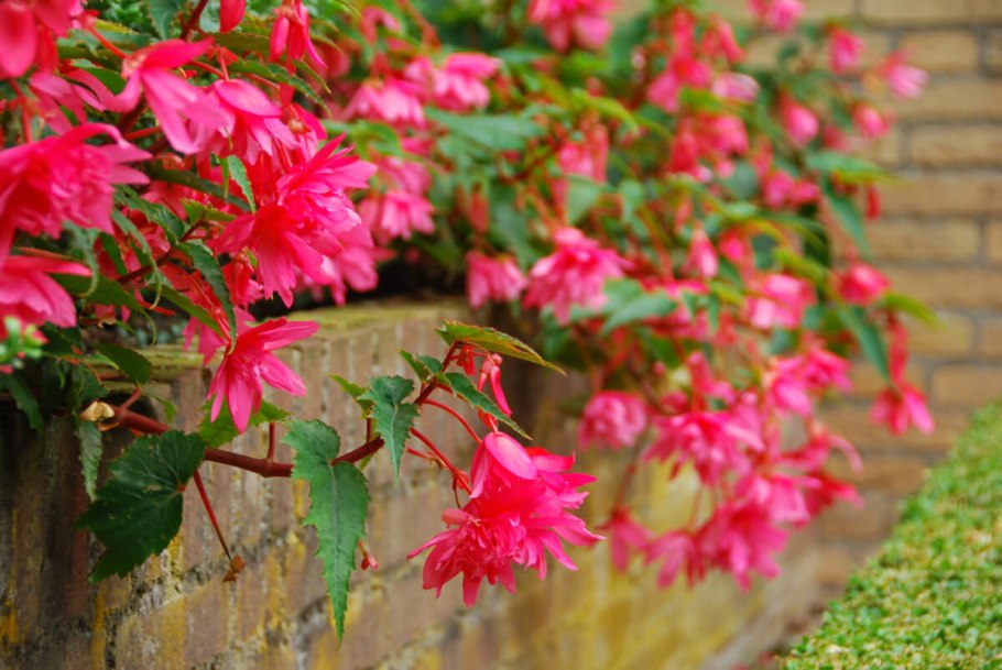 Бегония Садовая ампельная