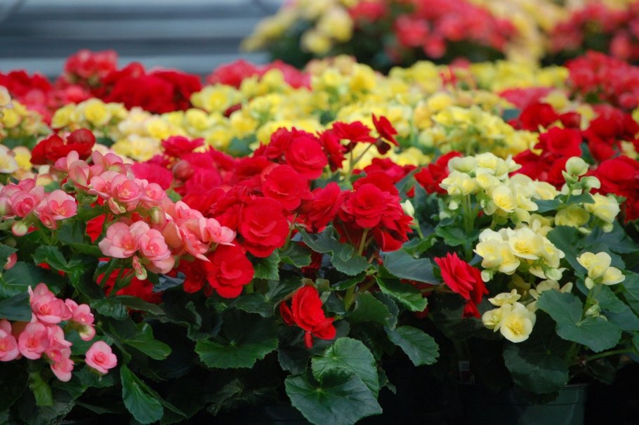 Бегония межвидовая бегония межвидовая