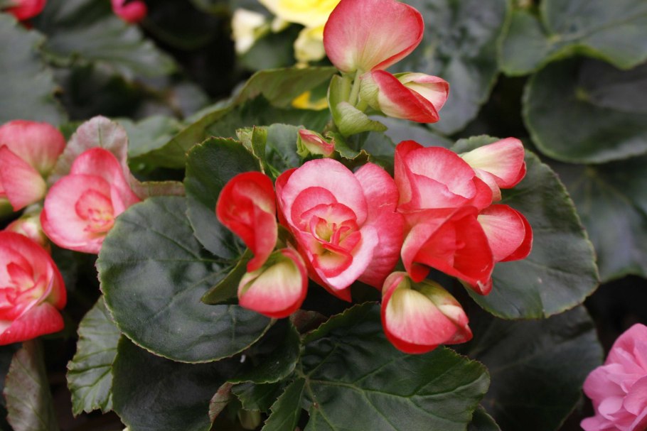 Королевская бегония вечноцветущая