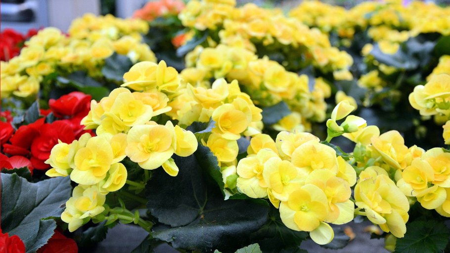 Бегония вечноцветущая желтая