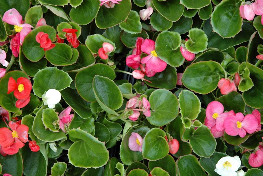 Бегония вечноцветущая листья