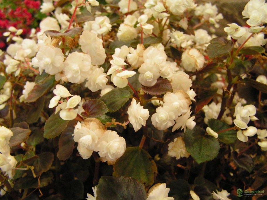 Бегония Оломоуц вечноцветущая