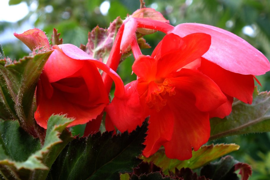Бегония flamboyant