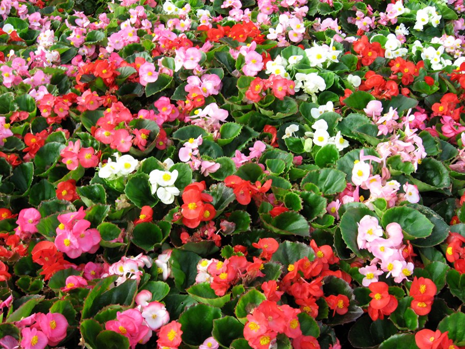 Бегония вечноцветущая рассада