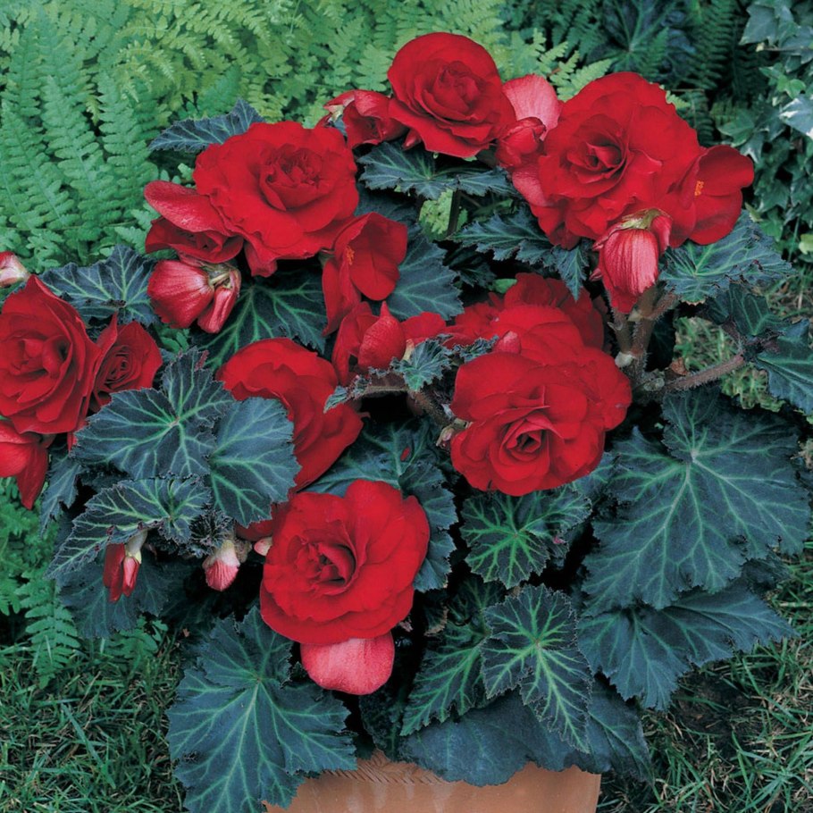 Бегония клубневая