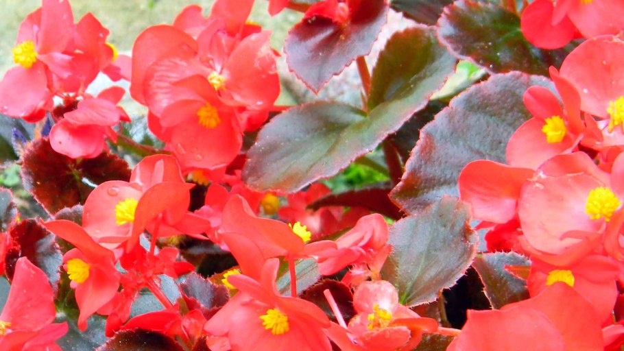 Бегония вечноцветущая листья