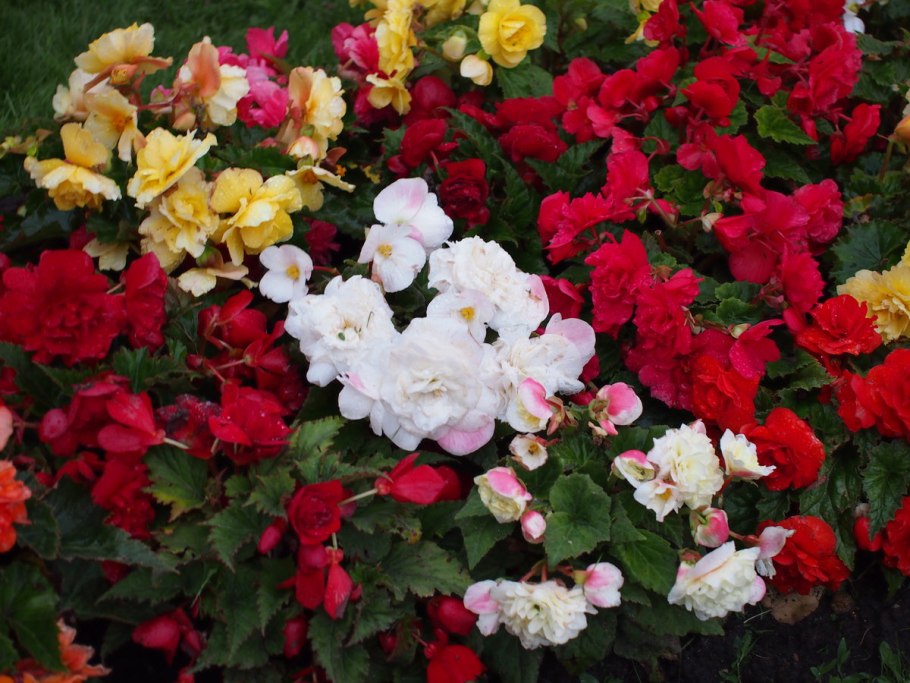 Бегония Садовая клубни