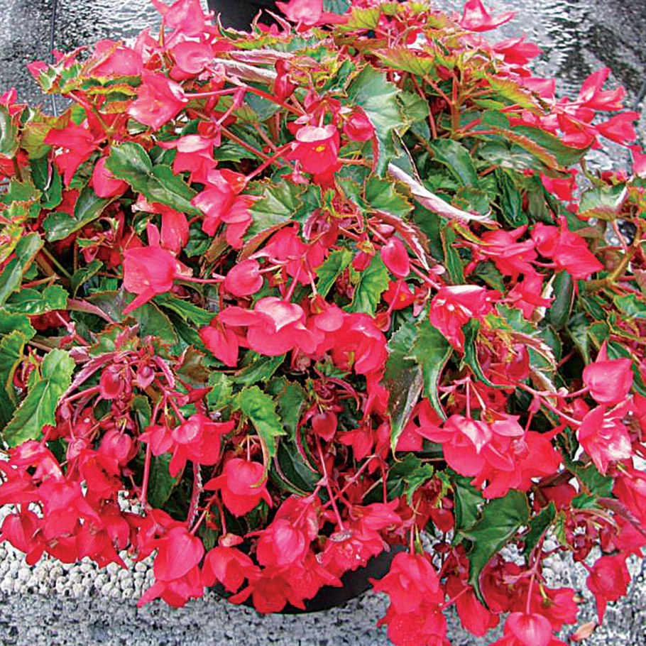 Бегония вечноцветущая ампельная