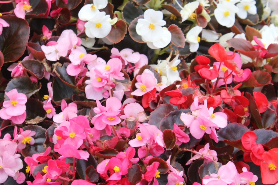 Бегония semperflorens