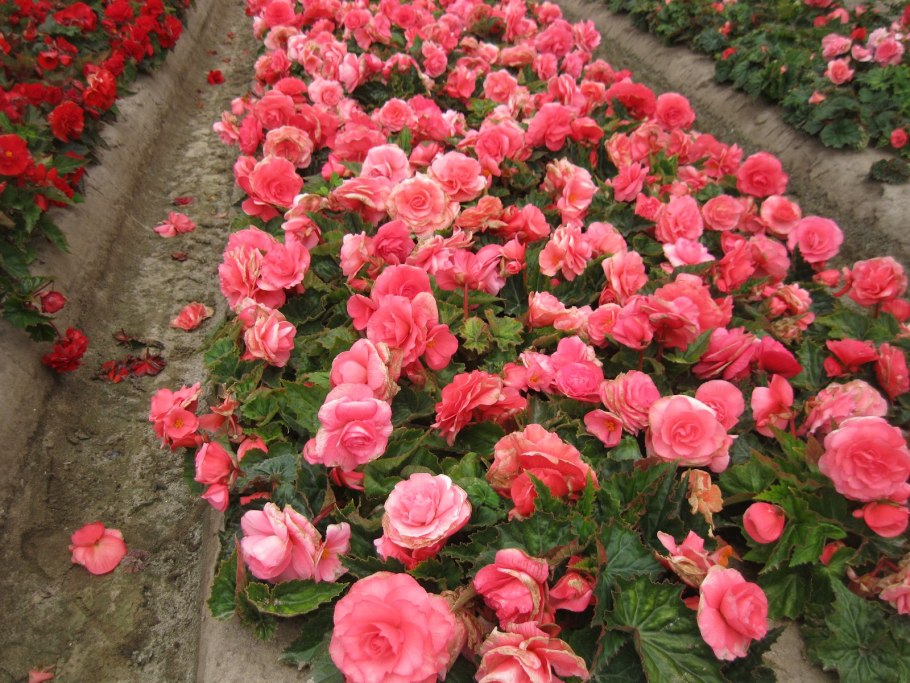 Бегония Садовая