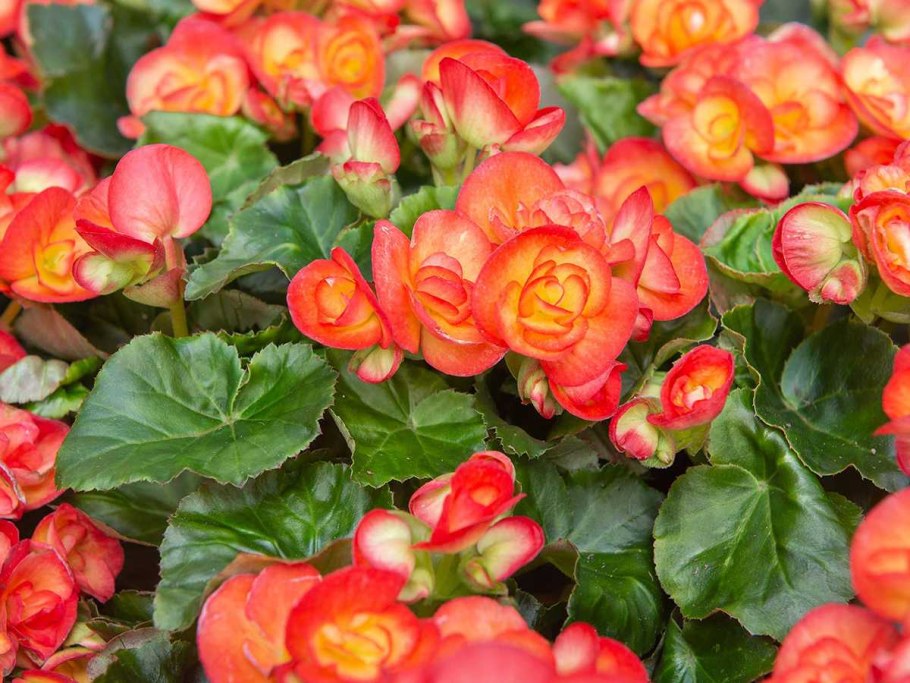 Бегония вечноцветущая Элатиор