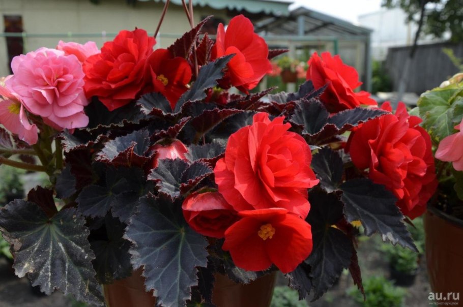 Бегония клубневая