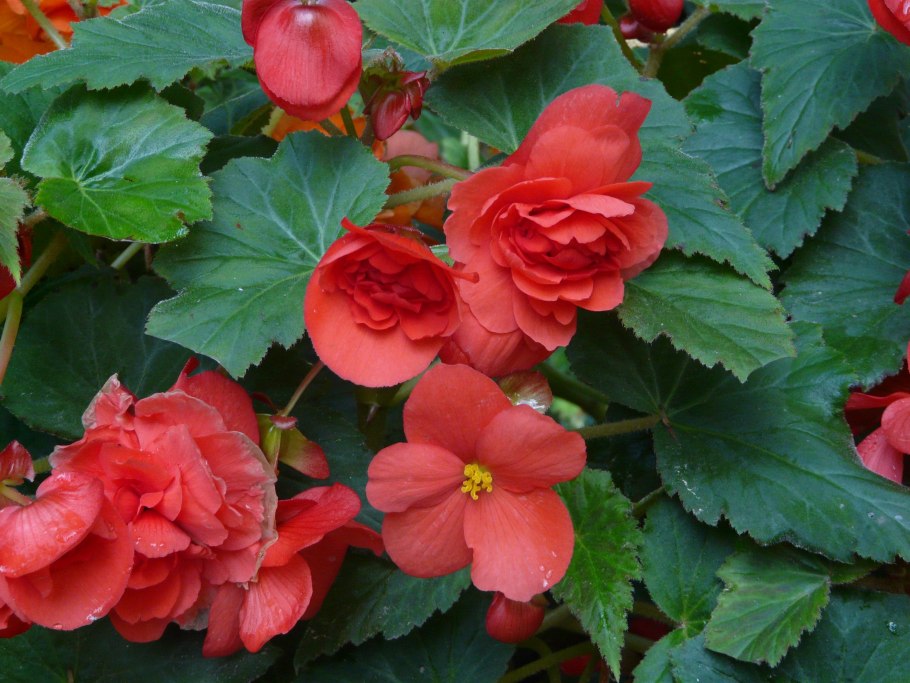 Бегония tuberhybrida