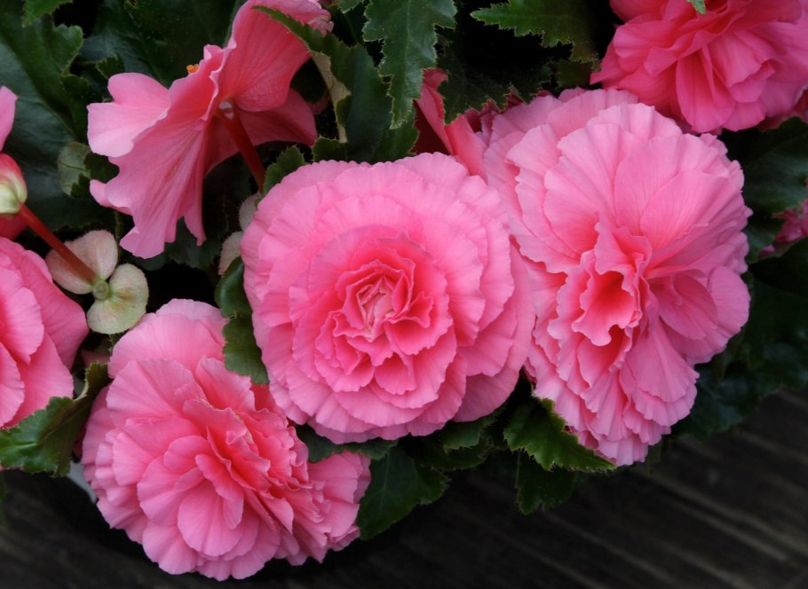 Цветок бегония клубневая