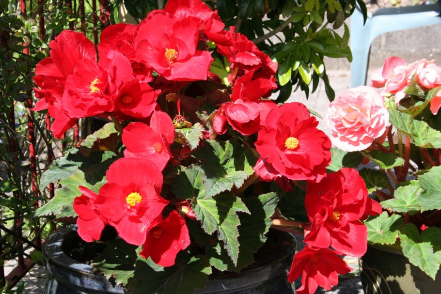 Бегония кустовая Садовая