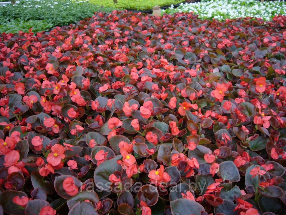 Бегония вечноцветущая Садовая