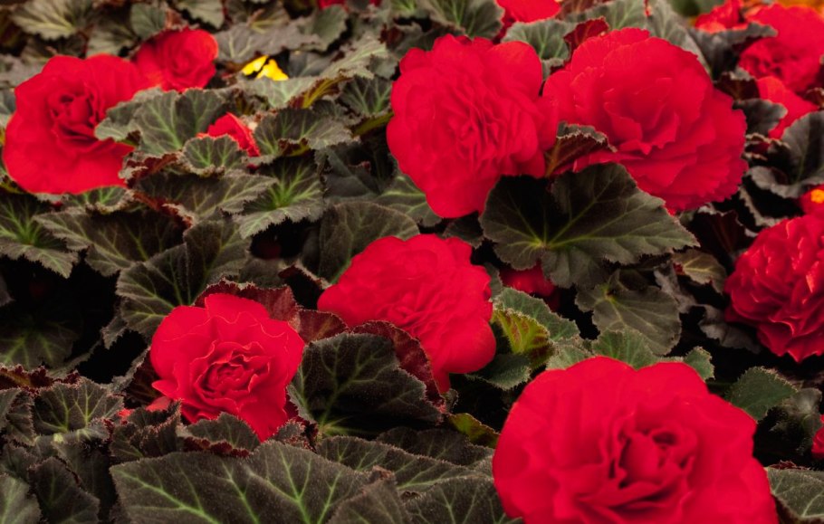 Бегония нон стоп Мокка черри