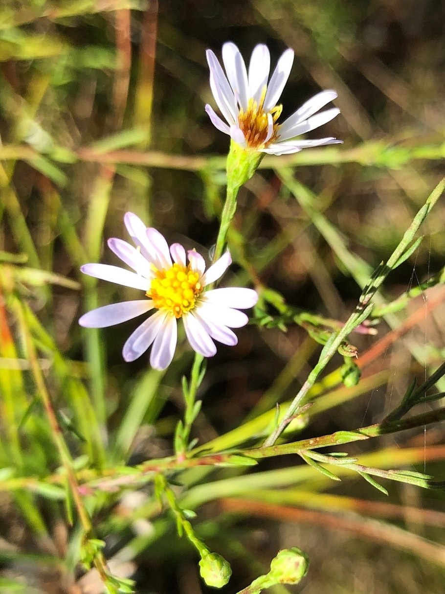 Symphyotrichum eatonii