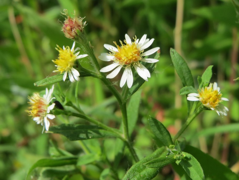 Symphyotrichum eatonii