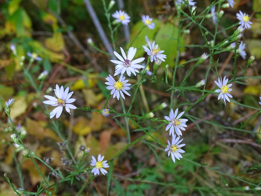 Symphyotrichum lateriflorum