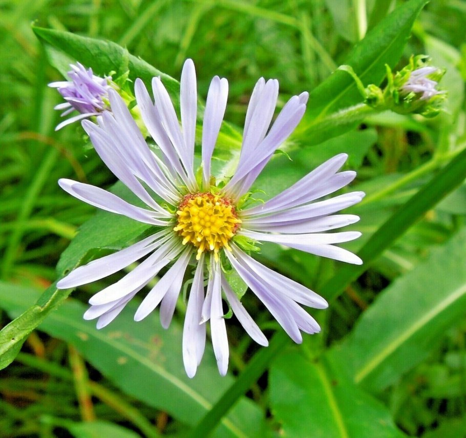 Symphyotrichum pilosum