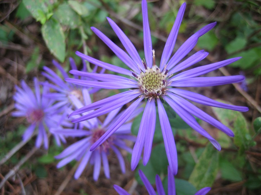 Астра кустарниковая Symphyotrichum dumosum