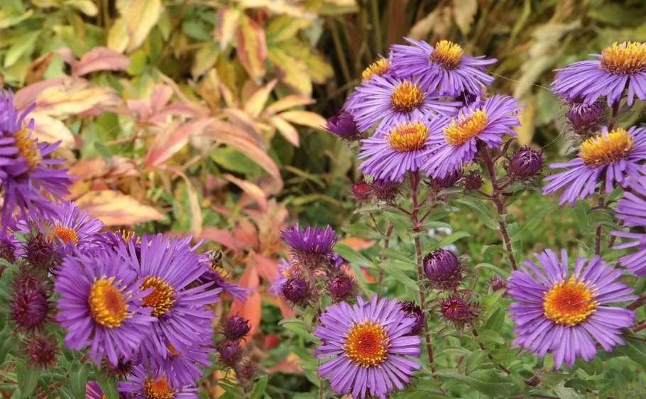 Астра новобельгийская Symphyotrichum Novi-Belgii