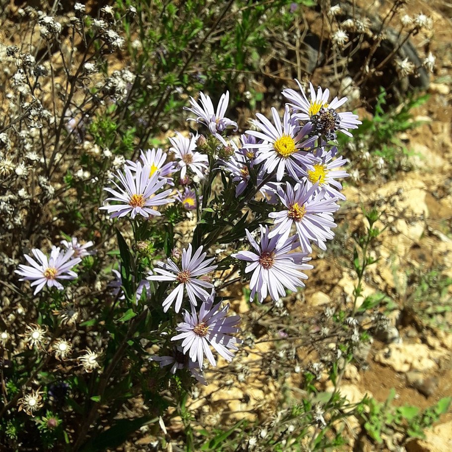 Aster cordifolius 'photograph'