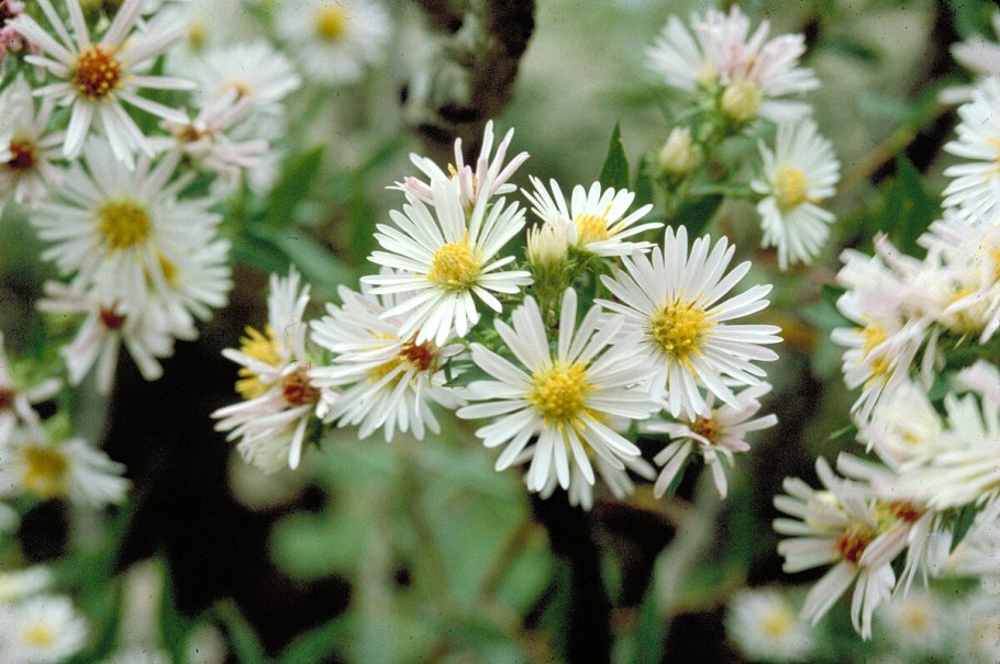 Астра кустарниковая Symphyotrichum dumosum