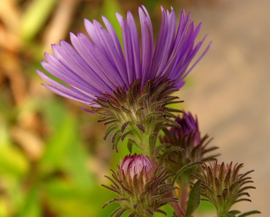Symphyotrichum puniceum
