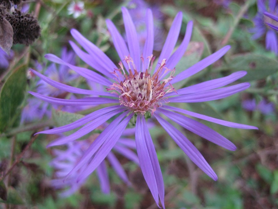 Астра кустарниковая Symphyotrichum dumosum