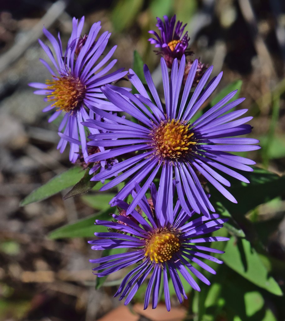 Астра кустарниковая Symphyotrichum dumosum