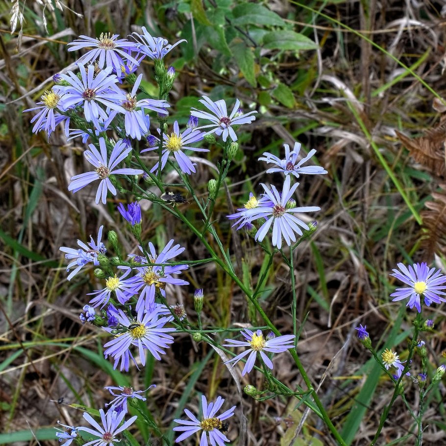 Астра кустарниковая Symphyotrichum dumosum