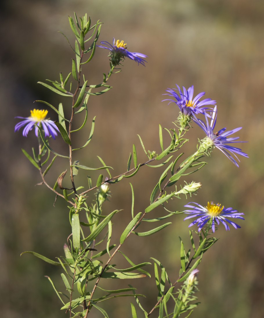 Symphyotrichum lateriflorum