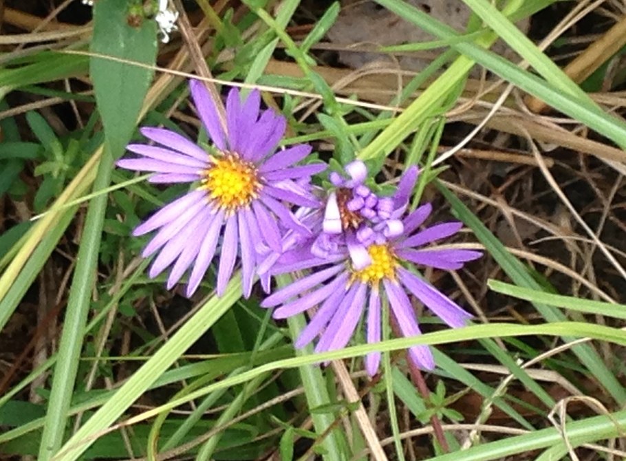 Symphyotrichum defoliatum цветок