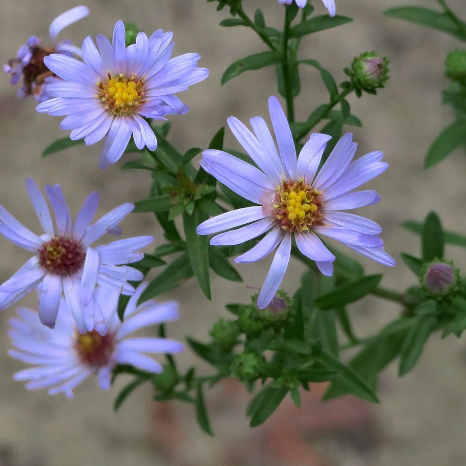 Symphyotrichum dumosum