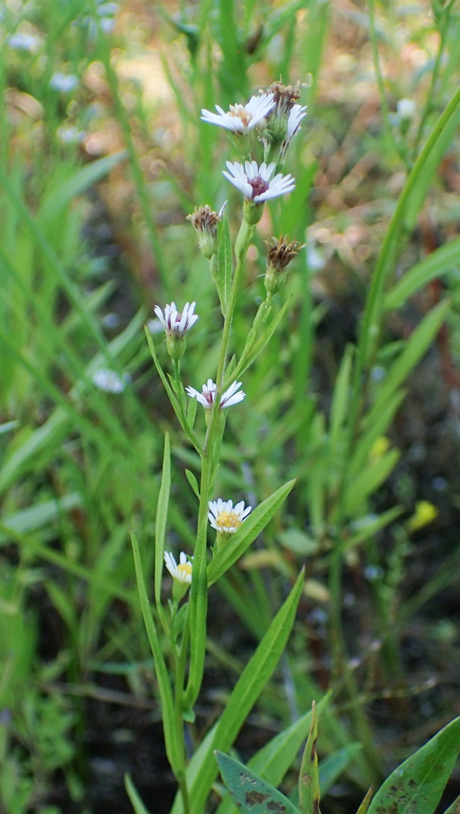 Symphyotrichum pilosum